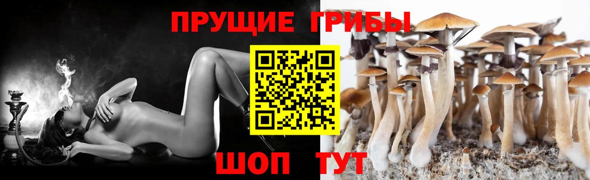 Псилоцибиновые грибы Psilocybe Мурино